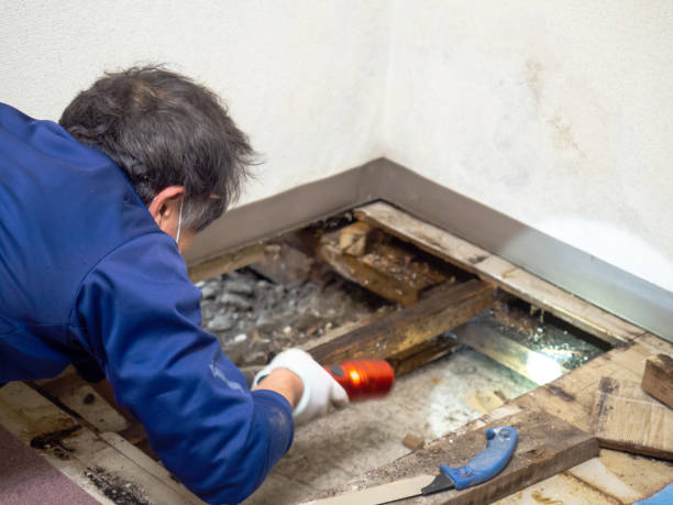 Best Emergency Mold Remediation in Louisvle, IL