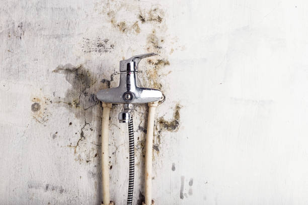 Best Commercial Mold Remediation in Louisvle, IL