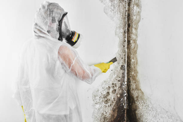 Best Attic Mold Remediation in Louisvle, IL