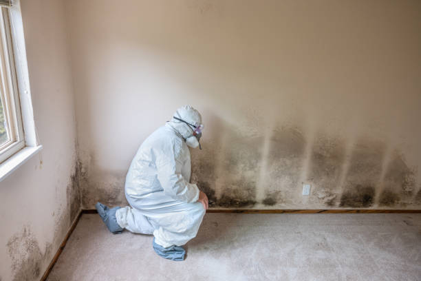 Best Basement Mold Remediation in Louisvle, IL