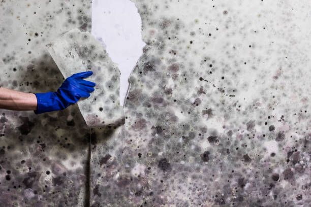 Best Kitchen Mold Remediation in Louisvle, IL