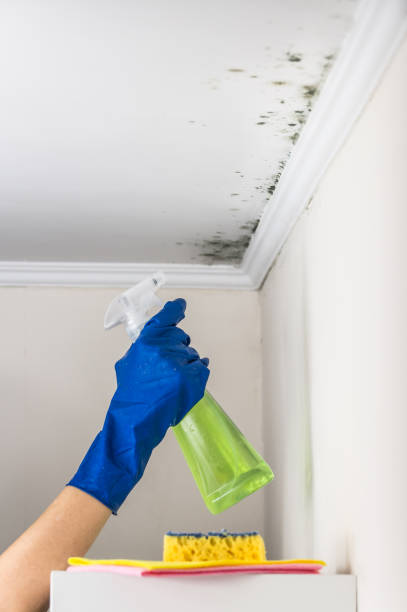 Best HVAC Mold Remediation in Louisvle, IL