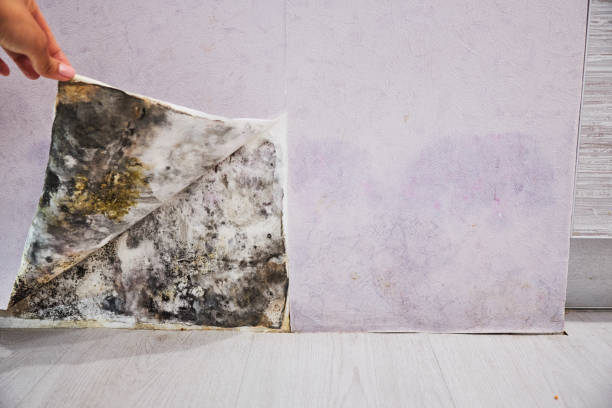 Best Mold Remediation for Schools in Louisvle, IL